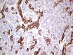 KRT19 Antibody in Immunohistochemistry (Paraffin) (IHC (P))