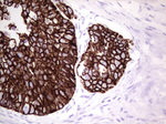 KRT19 Antibody in Immunohistochemistry (Paraffin) (IHC (P))