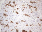 KRT19 Antibody in Immunohistochemistry (Paraffin) (IHC (P))