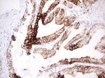 KRT19 Antibody in Immunohistochemistry (Paraffin) (IHC (P))