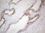 KRT19 Antibody in Immunohistochemistry (Paraffin) (IHC (P))