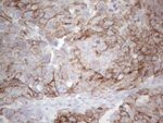 KRT19 Antibody in Immunohistochemistry (Paraffin) (IHC (P))