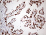 KRT19 Antibody in Immunohistochemistry (Paraffin) (IHC (P))