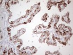 KRT19 Antibody in Immunohistochemistry (Paraffin) (IHC (P))
