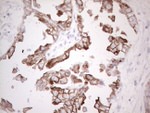 KRT19 Antibody in Immunohistochemistry (Paraffin) (IHC (P))