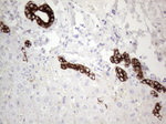KRT19 Antibody in Immunohistochemistry (Paraffin) (IHC (P))