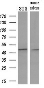 KRT19 Antibody in Western Blot (WB)