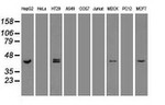 KRT19 Antibody in Western Blot (WB)