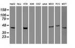 KRT19 Antibody in Western Blot (WB)