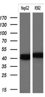 KRT19 Antibody in Western Blot (WB)