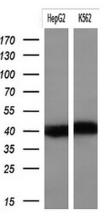 KRT19 Antibody in Western Blot (WB)