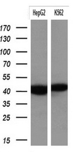 KRT19 Antibody in Western Blot (WB)
