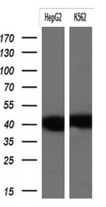 KRT19 Antibody in Western Blot (WB)