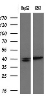 KRT19 Antibody in Western Blot (WB)