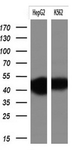 KRT19 Antibody in Western Blot (WB)