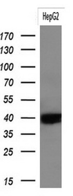 KRT19 Antibody in Western Blot (WB)