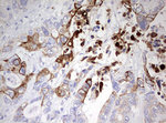 KRT20 Antibody in Immunohistochemistry (Paraffin) (IHC (P))