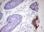 KRT20 Antibody in Immunohistochemistry (Paraffin) (IHC (P))