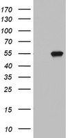 KRT20 Antibody in Western Blot (WB)