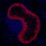 Cytokeratin 5 Antibody in Immunohistochemistry (Frozen) (IHC (F))