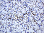 KRT5 Antibody in Immunohistochemistry (Paraffin) (IHC (P))