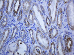 KRT5 Antibody in Immunohistochemistry (Paraffin) (IHC (P))