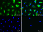 KRT7 Antibody in Immunocytochemistry (ICC/IF)