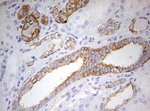 KRT7 Antibody in Immunohistochemistry (Paraffin) (IHC (P))