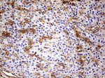 KRT7 Antibody in Immunohistochemistry (Paraffin) (IHC (P))