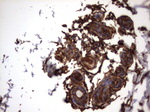 KRT7 Antibody in Immunohistochemistry (Paraffin) (IHC (P))