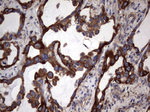 KRT7 Antibody in Immunohistochemistry (Paraffin) (IHC (P))