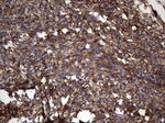 KRT7 Antibody in Immunohistochemistry (Paraffin) (IHC (P))