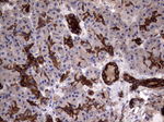 KRT7 Antibody in Immunohistochemistry (Paraffin) (IHC (P))