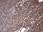 KRT7 Antibody in Immunohistochemistry (Paraffin) (IHC (P))