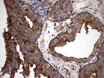 KRT7 Antibody in Immunohistochemistry (Paraffin) (IHC (P))