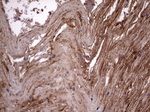 KRT7 Antibody in Immunohistochemistry (Paraffin) (IHC (P))