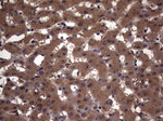 KRT7 Antibody in Immunohistochemistry (Paraffin) (IHC (P))