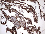 KRT7 Antibody in Immunohistochemistry (Paraffin) (IHC (P))