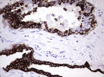 KRT7 Antibody in Immunohistochemistry (Paraffin) (IHC (P))