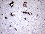 KRT7 Antibody in Immunohistochemistry (Paraffin) (IHC (P))