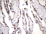 KRT7 Antibody in Immunohistochemistry (Paraffin) (IHC (P))
