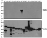 KRT7 Antibody in Western Blot (WB)