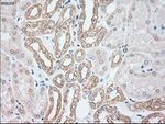 KRT8 Antibody in Immunohistochemistry (Paraffin) (IHC (P))