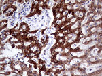 KRT8 Antibody in Immunohistochemistry (Paraffin) (IHC (P))