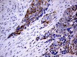 KRT8 Antibody in Immunohistochemistry (Paraffin) (IHC (P))