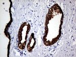 KRT8 Antibody in Immunohistochemistry (Paraffin) (IHC (P))