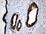 KRT8 Antibody in Immunohistochemistry (Paraffin) (IHC (P))
