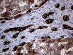 KRT8 Antibody in Immunohistochemistry (Paraffin) (IHC (P))