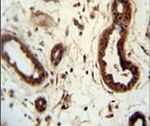 KRT82 Antibody in Immunohistochemistry (IHC)