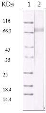 KSHV ORF45 Antibody in Western Blot (WB)
